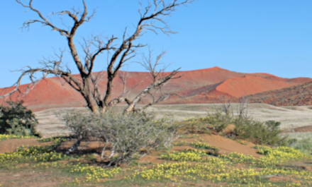 Green Season in Namibia